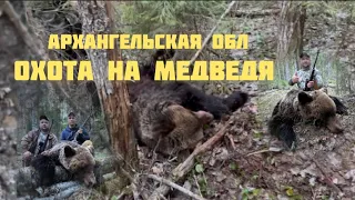 Охота на «весеннего» медведя