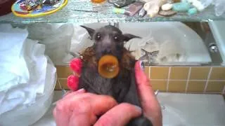 Cute baby flying-fox (bat) has a bath:  this is Tapsalteerie