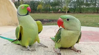 Talking Indian Ringneck Parrot Greeting Baby Parrot | Funny Dancing And Talking Parrot