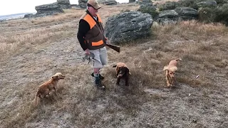 Cocker Spaniels Hunting Rabbits  09/02/23