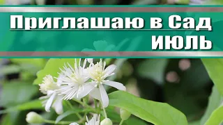 Сад непрерывного цветения // что цветет в июле // уборка в саду