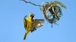 Weaver bird building a nest.