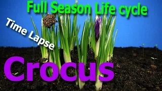 Time-Lapse: Crocus full season life cycle