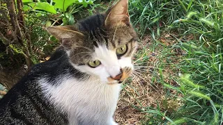 Die getigerte Straßenkatze freute sich über das Nassfutter Paket und fraß ihr Futter mit Appetit auf