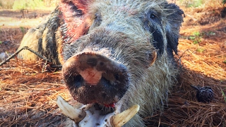 Texas Hog Hunting at Boars All Day with a Wild Boar Charge