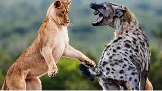 Lion Documentary National Geographic   BEST LION Vs HYENA DOCUMENTARY HD 2016