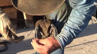 How to Shoe a Ranch Horse