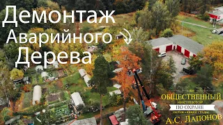 Демонтаж и Спил Аварийного Дерева своими руками. Опасно для Жизни!!! Самому не Повторять!!!