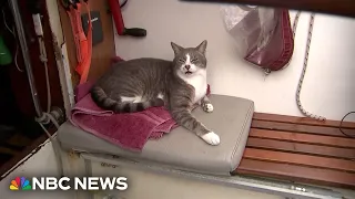 Meet the first cat to sail in the Sydney to Hobart race
