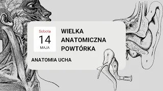 Anatomia uszu |  Wielka Anatomiczna Powtórka