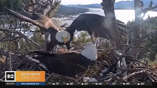 World watching as California bald eagle eggs about to hatch