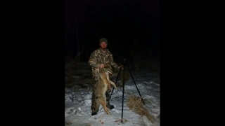 Thermal Coyote hunting Michigan #9      2/17/19    Pulsar Trail XQ38