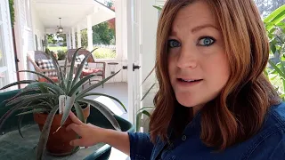 Taking Care of a BAD Mealybug Infestation! 😝🤦‍♀️ // Garden Answer