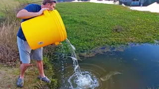 Live Shad VS. Hungry Bass!