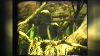 Christmas Island Indian Ocean (3/7) - Old 8 mm Film Documentary