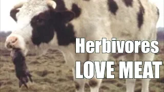 Vegan? Even Herbivores eat MEAT!