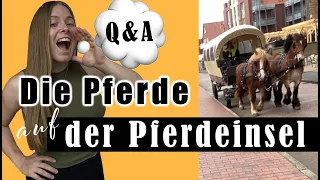 Die Pferde auf der Pferdeinsel Juist | Q&A mit Kutscherin von HUF Spedition