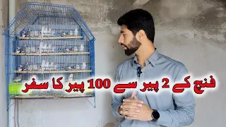 Finch Farming finch 2 pair se 100 pairs giveaway b aa reha he