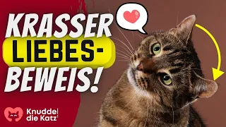 10 kuriose Arten deiner Katze, dir ihre Zuneigung zu zeigen