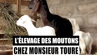 L'ELEVAGE des Moutons chez Monsieur TOURE.