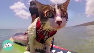 Cat Adores to Swim and Surf in the Ocean with his Parents | Cuddle Celebs