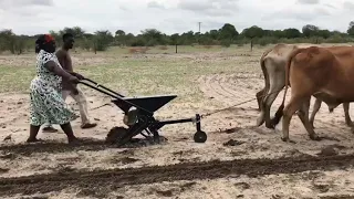 Ox drawn planter - Botswana 2019
