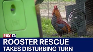 Roosters set for Pierce County sanctuary shot, killed by Yakima County agents