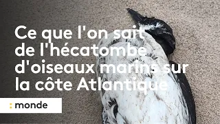 Ce que l'on sait de la mystérieuse hécatombe d'oiseaux marins sur la côte Atlantique