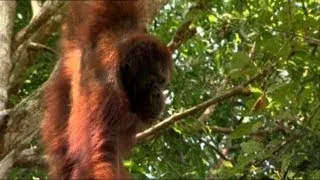 Tracking Down Bento | Orangutan Diary | BBC Earth