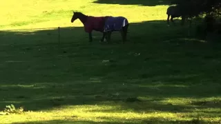 Horses fight behind the electric fence