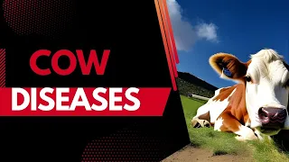 Common Cow Diseases Symptoms, Prevention, and Treatment@FarmFaunafact