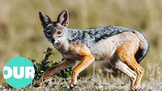 A Year In The Life Of The Jackal | Our World