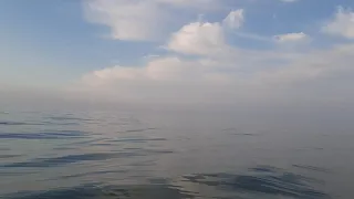 Дельфин в Балтийском море. Куршская коса