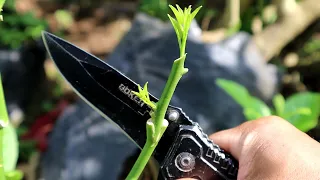 Nice! 5 Grafting Idea On Fruit Tree Real Not Click Bait!