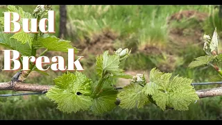 Vineyard 101: Bud Break