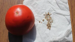 Kako sačuvati seme paradajza (Fermentacijom do savršeno čistog semena paradajza) 🍅🍅✔️