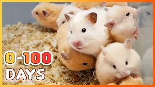 Learn How Baby Hamsters Grow: 0-100 Days!
