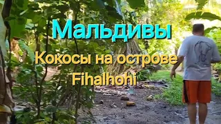 Мальдивы в ноябре. 23 серия. Прогулка по Fihalhohi. Где на острове найти кокос?