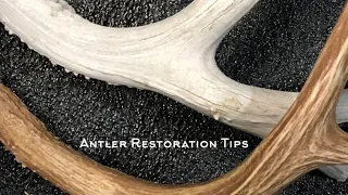 Antler Restoration Tips - Broken Tines & Staining