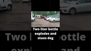 Two liter bottle explodes and stuns dog 2
