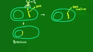 Ciclo lisogênico dos bacteriófagos - Diversidade dos Seres Vivos - Biologia