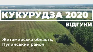 Кукурудза в Житомирській області. Відгук фермера