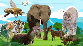 Funny Animal Sounds Around Us:Panda, Otter, Tiger, Rabbit, Lynx,Bee - Animal Moments