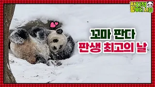 (SUB) Kid Panda Is Happy In Snow At -17℃│Panda Family🐼