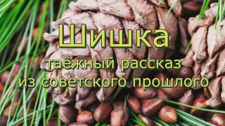 Аудиокнига Ю.К.Насыбуллин "Шишка" таёжный рассказ из советского прошлого. Читает Марина Багинская.