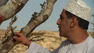 L'arbre à encens d'Ubar - Sultanat d'Oman