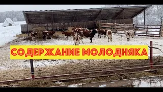 Содержание молодняка КРС в КФХ "Герефорд"