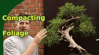 Creating compact Juniper Bonsai Foliage | Techniques for Garden Junipers