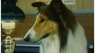 Lassie - Episode #476 - "Lassie’s Race For Life" - Season 15, Ep. 1 - 09/29/1968