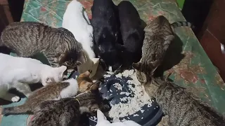 KAKAIBANG SANGKAP SA PAGKAIN NG MGA PUSA NAGUSTUHAN NILA | hungry cats | cat food | mimiyuuw Tv